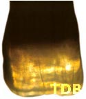 NobelRondo bangkok - opalescence dans